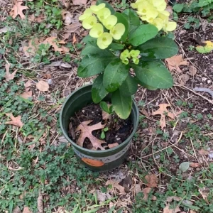 - Image 3