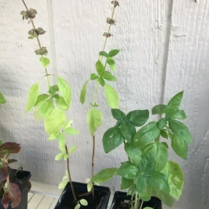 - Image 3