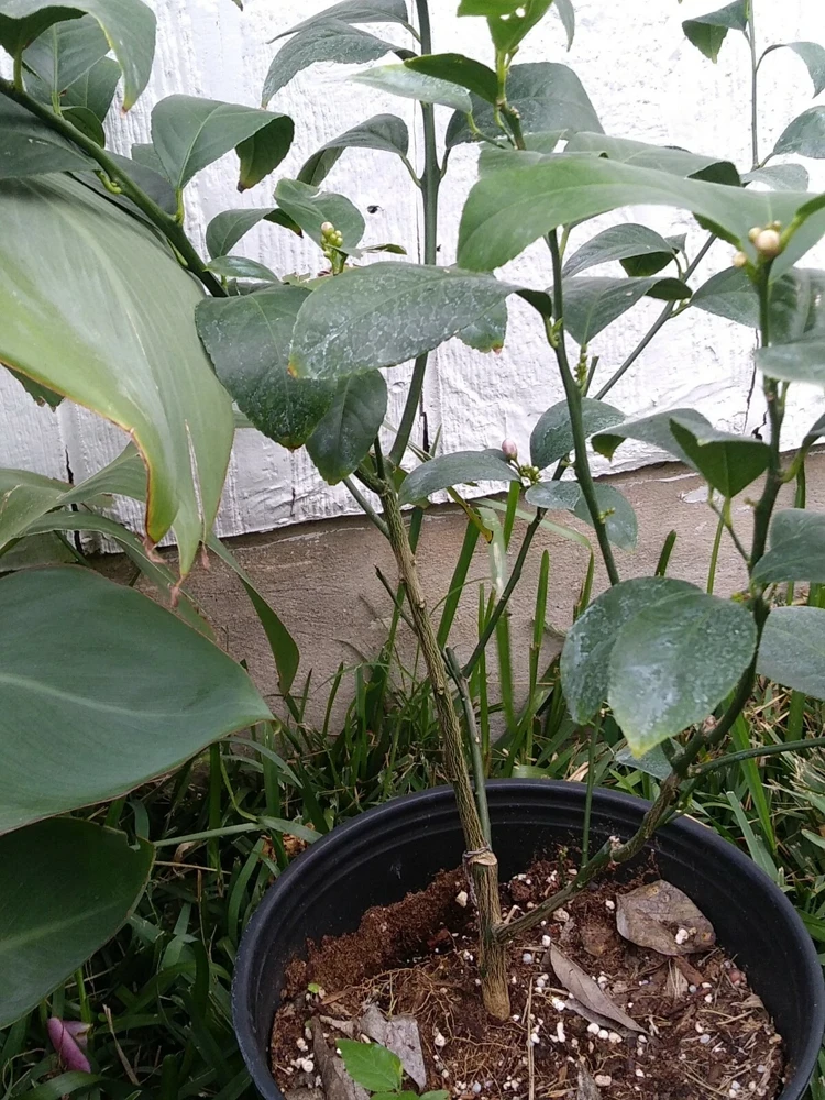 - Image 3