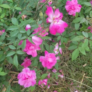 - Image 3