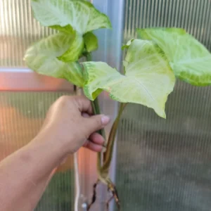 - Image 3