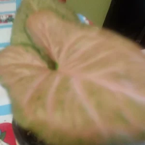 - Image 3