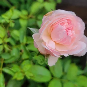 - Image 3