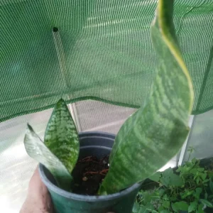 - Image 3