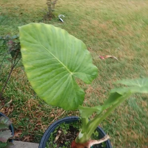 - Image 3