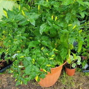 - Image 3
