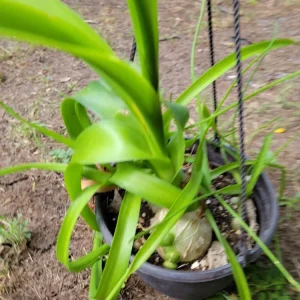 - Image 3
