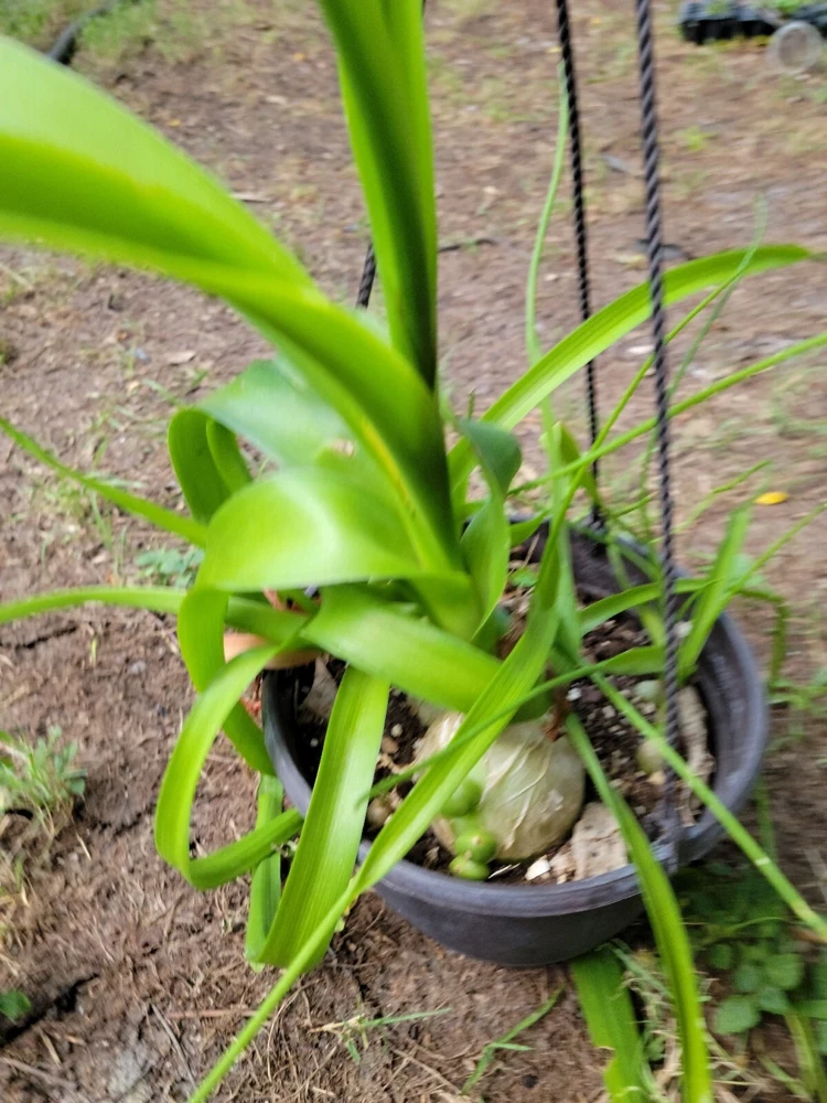 - Image 3