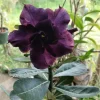 - Image 1