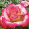 - Image 1
