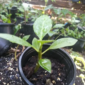 - Image 4