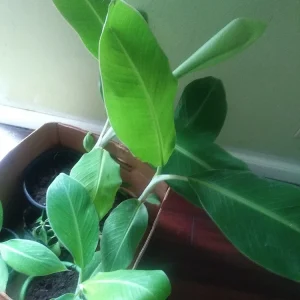 - Image 4