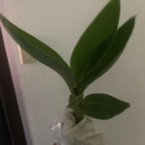 - Image 4