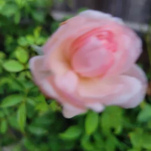 - Image 4
