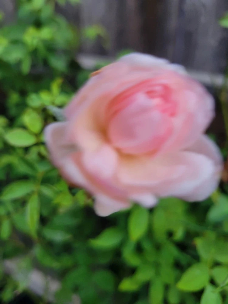 - Image 4