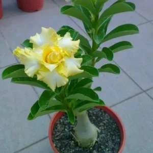 - Image 4