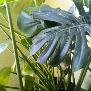 - Image 4