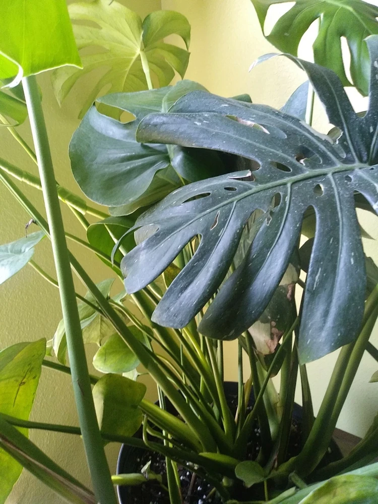 - Image 4