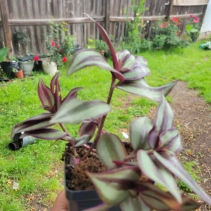 - Image 4
