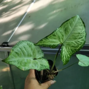 - Image 4