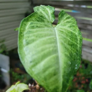 - Image 4