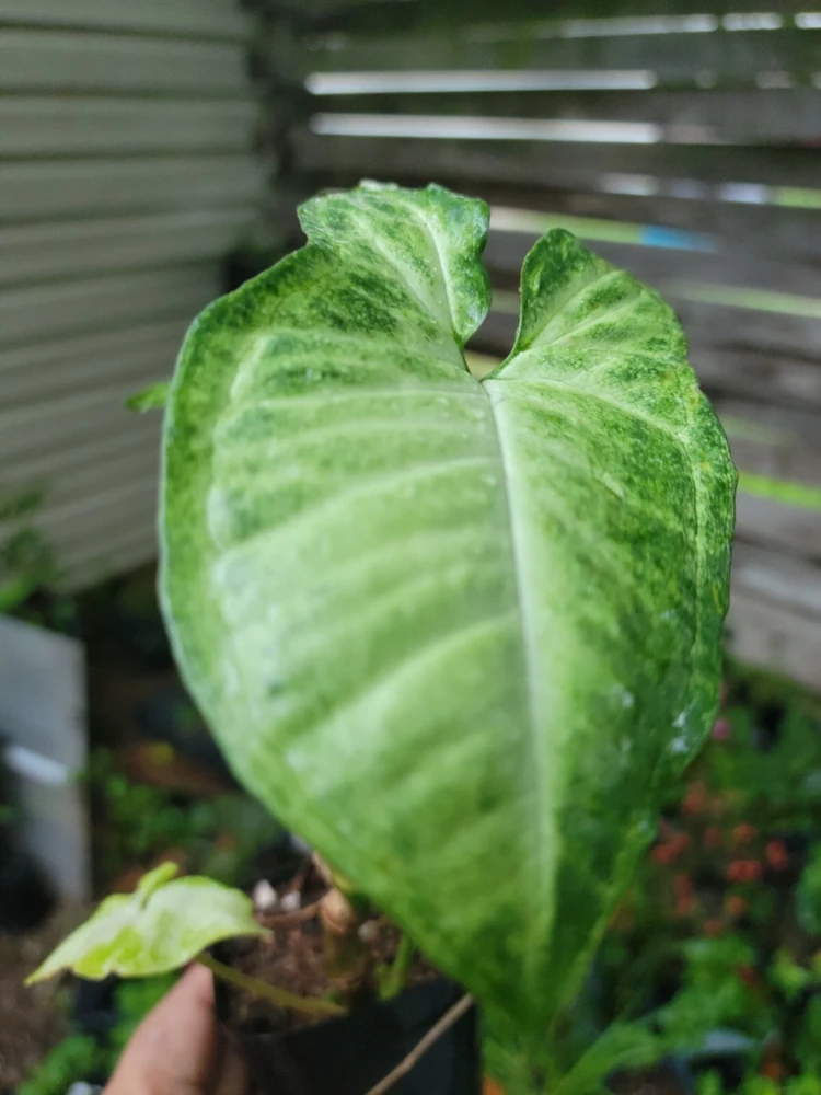 - Image 4