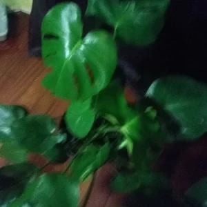 - Image 4