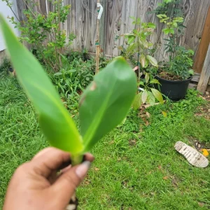 - Image 4