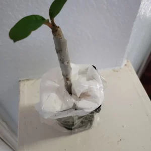 - Image 4