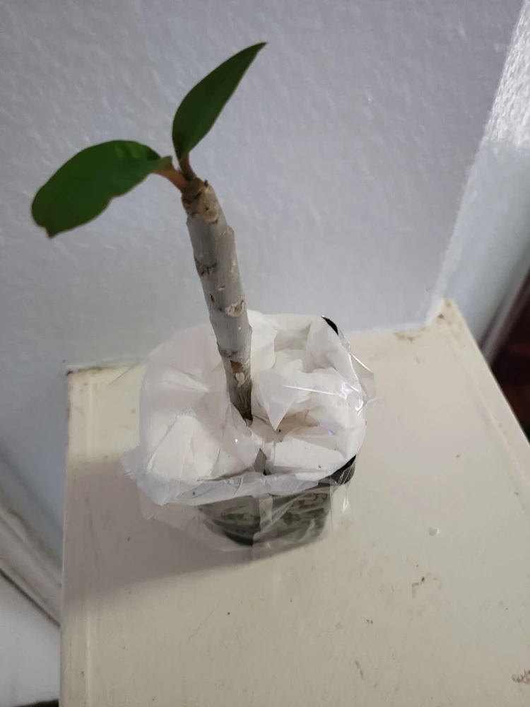 - Image 4