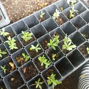 - Image 4