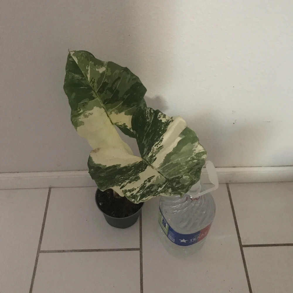 - Image 4