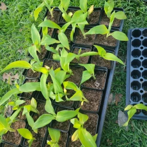 - Image 4