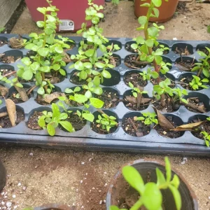 - Image 4