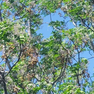 - Image 4