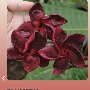 - Image 1