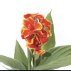 - Image 1