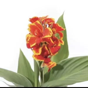 - Image 1