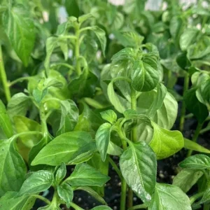 - Image 5