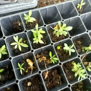 - Image 5