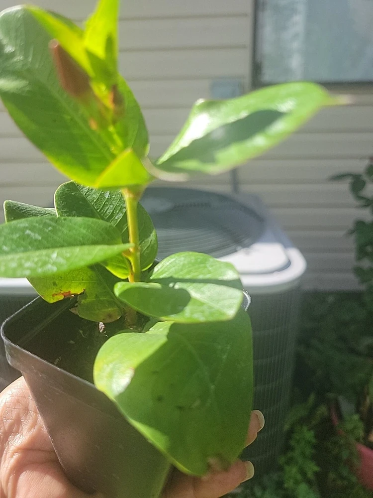 - Image 5