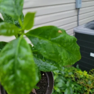 - Image 5