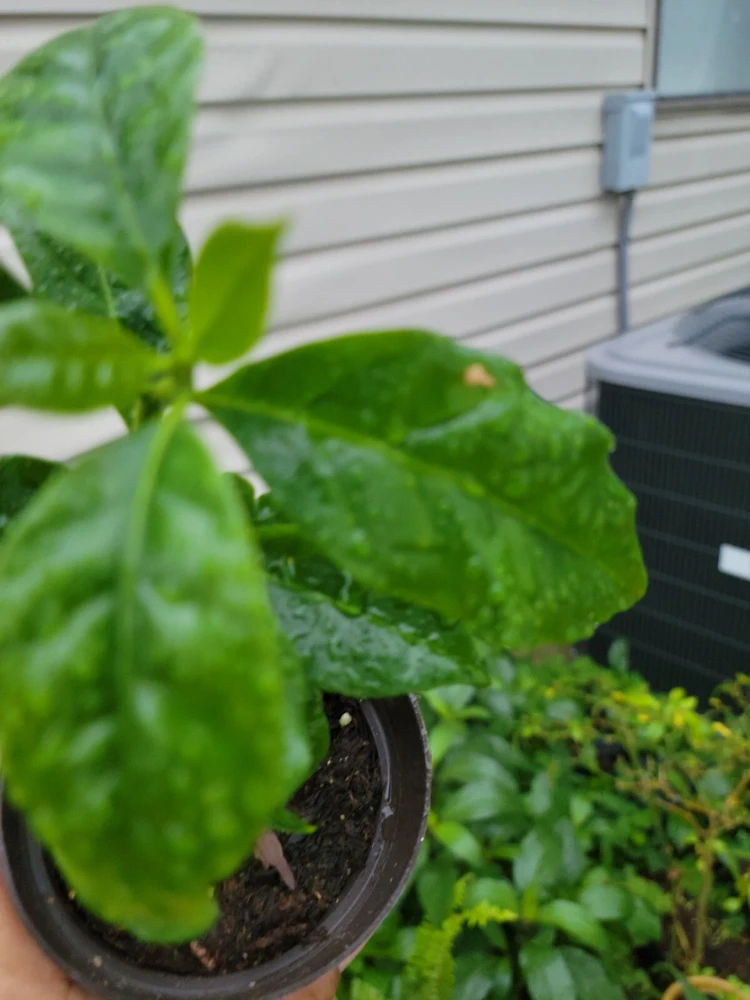 - Image 5
