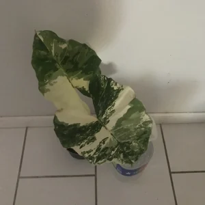 - Image 5