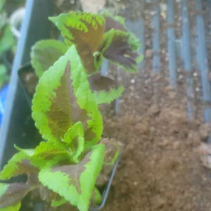 - Image 5