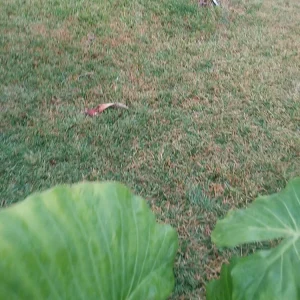 - Image 5