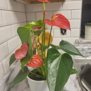 - Image 5