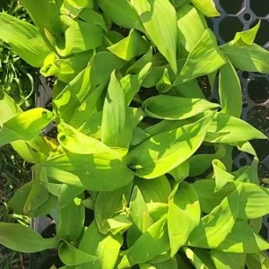 - Image 5