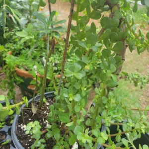 - Image 5