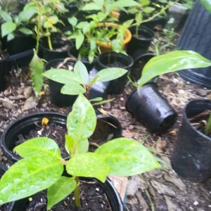 - Image 5